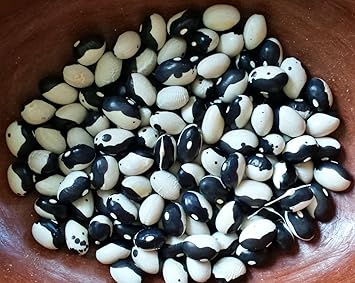 Orca Bean Plant Seeds for Planting - 100 pcs